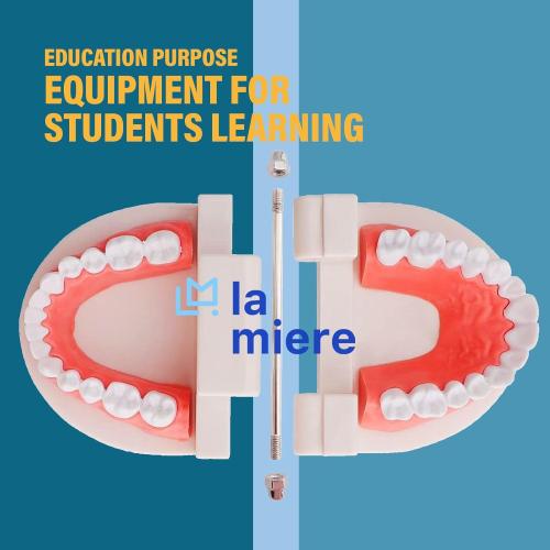 LA MIERE 1 Pack Standard Teeth Model Adult Standard Typodont Demonstration Denture Model for Kids Dental Teaching, Clean Display, Education, Study (No Wisdom Teeth) Gift Set