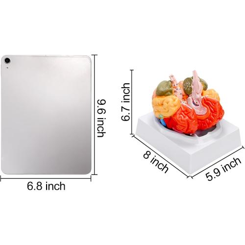 ZENFUN Life-Size Human Brain Anatomical Model, Color-Coded Partitioned Brain, 2 Parts, Anatomically Accurate Brain Model for Science Classroom Study Display Teaching Medical Model