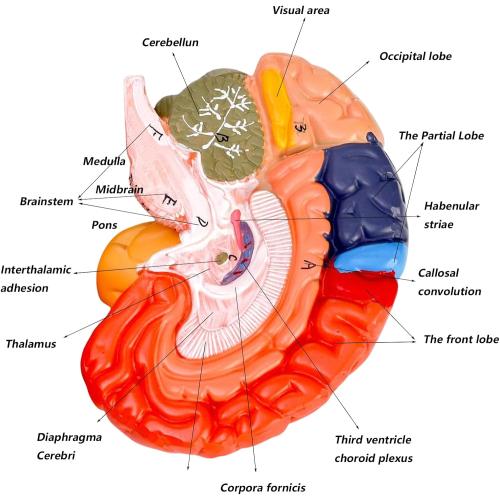 ZENFUN Life-Size Human Brain Anatomical Model, Color-Coded Partitioned Brain, 2 Parts, Anatomically Accurate Brain Model for Science Classroom Study Display Teaching Medical Model