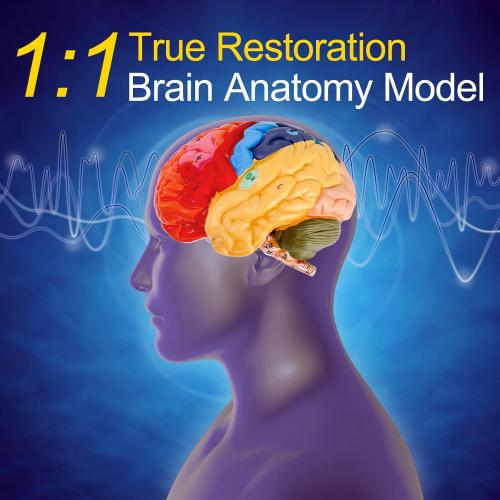 ZENFUN Life-Size Human Brain Anatomical Model, Color-Coded Partitioned Brain, 2 Parts, Anatomically Accurate Brain Model for Science Classroom Study Display Teaching Medical Model