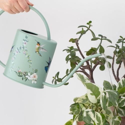 Size 1.5L Color Green Watering Can for Indoor House Plants - Cute Decorative Metal Gardening Small Water Can for Houseplants & Flowers with Long Spout - 1.5L 51floz 0.4 Gallon (Hummingbird Sage)