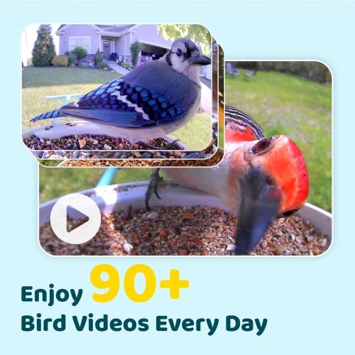 Color Blue NETVUE by Birdfy Smart Bird Feeder with Camera, Bird Watching Camera, Auto Capture Video & Motion Detection, 1080P Live Steam, Cardinal Feeder Outdoor Wireless, Ideal Present for Backyard Birder, Blue