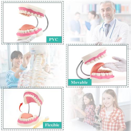 RONTEN Dental Teeth Care Model-Mouth Model for Speech Therapy, Enlarged 6 Times Standard Size, for Both Dental and Speech Therapy Training. Includes Matching Giant Toothbrush