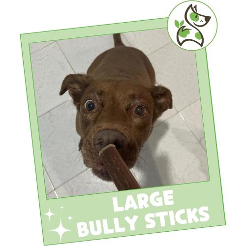 Nature Gnaws Large Bully Sticks for Dogs 11-12 (10 Count) - Thick Long Lasting for Aggressive Chewers and Large Dogs - Natural Beef Dog Chew Bones