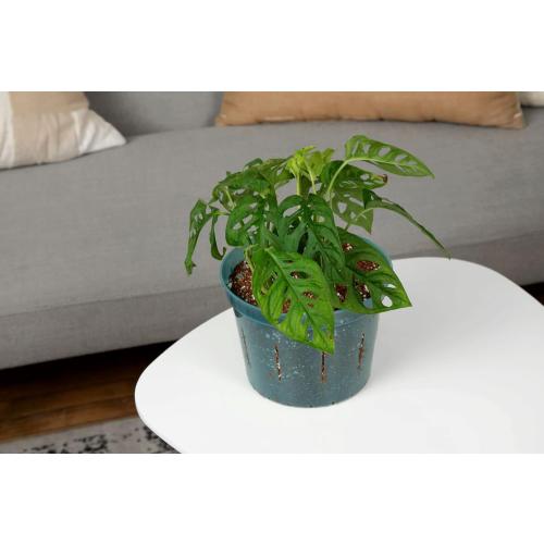 rePotme Orchid Pot -10 inch Slotted Clear Plant Pots - 3 Pack (Crystal Clear)