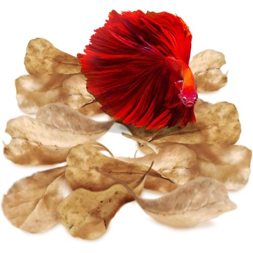 SunGrow 50 pcs Catappa Indian Almond Leaves for Betta Fish Tank Aquarium, 2” Water Conditioner Leaves, Leaf Also Suitable for Shrimp, Goldfish, Guppy and Frogs