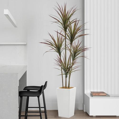 Size 6ft Artificial Dracaena Marginata Bicolor Tree 6FT with 200 Leaves & 5 Heads & White Tall Planter Cover with Coconut Fiber Tall Faux Tropical Yucca Silk Plant for Indoor Home Office Porch Decor