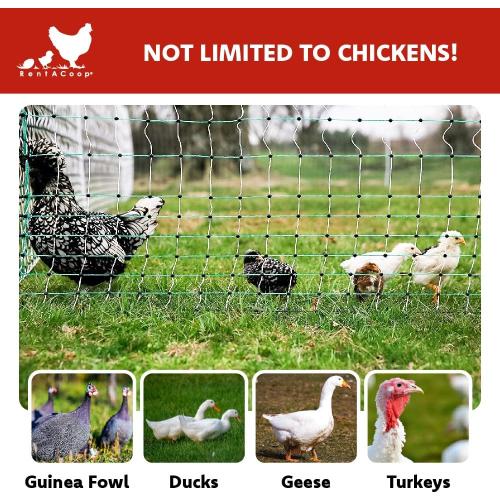 RentACoop Poultry Netting Electric Fence - Electric Poultry Enclosure for Chickens, Ducks, Turkeys - Suitable for 4 Week Old Chickens/Older and Adult Poultry - Energizer Not Included - 168' L x 48 H
