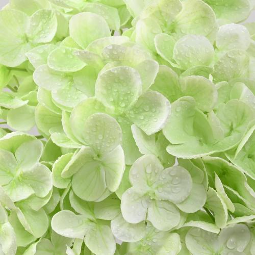 3Pcs Real Touch Hydrangea Artificial Flowers, 21 Fake Flowers, Light Green