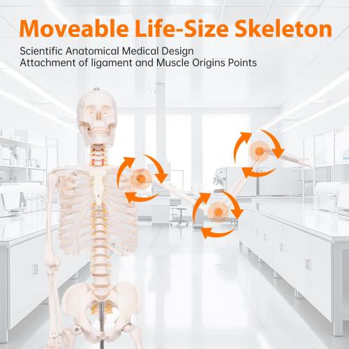 Life Size Posable Skeleton for Anatomy, 70.8'' Human Skeleton Bones Full Size Skeleton Model with Nervous System & Carotid Artery, Medical PVC Anatomy Skeleton Model W/Rolling Stand for Study Display