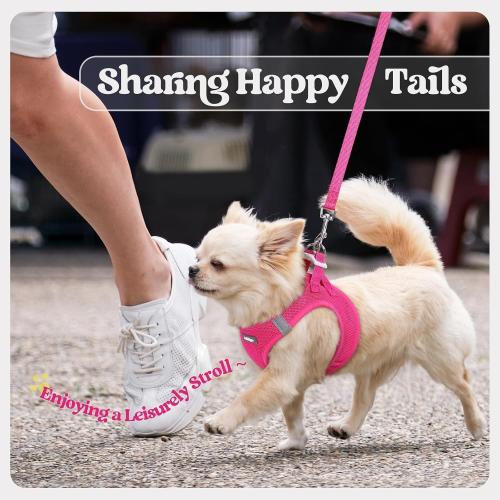 Size M rabbitgoo Dog Harness Small Sized and Leash Set, Step in Soft Light Puppy Vest, Breathable Mesh Pet Harness, Reflective for Safe Easy Walking, Orange and Blue