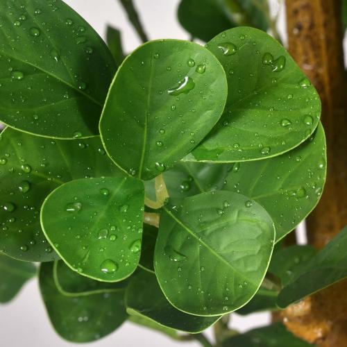 6 FT Artificial Heart Ficus Tree Indoor, Realistic Faux Plant with Dew Drops, Fake Tree with Pots for Home Office Decor
