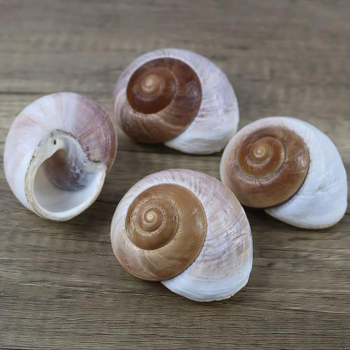 4 Pack Large Hermit Crab Shells, Muffin Snail, Turbo, Giant Land Snail | Hermit Crab House for Fish Tank Aquarium Decoration, Beach Home Decor, Wedding Centerpieces, 2.75-3