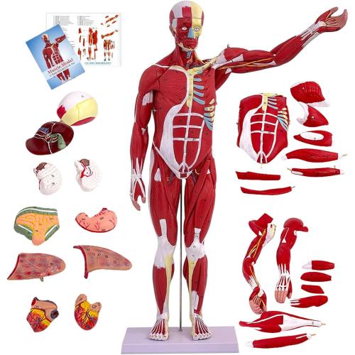 Human Anatomy Muscle Model, 27 Part 1/2 Life Size 33” Human Body Muscular System Model with Removable Organs and Muscle Anatomy Includes Color Product Manual, for Medical Educational Training