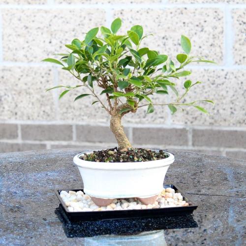 (Ceramic pot not included) Brussel's Bonsai - Live Golden Gate Ficus Bonsai Tree with Ceramic Bonsai Pot & Humidity Tray, Indoor Bonsai Plant, 7 Years Old, 8-16 Inches Tall, Easy Care Houseplant for Home or Office (Medium)