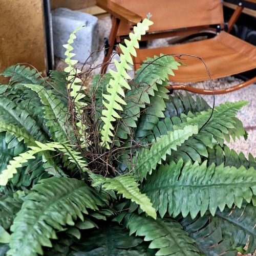 Large Artificial Ferns for Outdoor 48 Fake Boston Fern 60 Fronds Faux Ferns Plant Silk Greenery for Indoors Home Garden Porch Windowsill Decor (1 Stem)