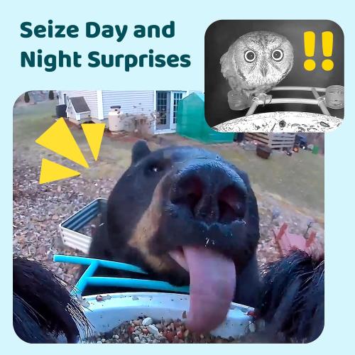 Color Blue NETVUE by Birdfy Smart Bird Feeder with Camera, Bird Watching Camera, Auto Capture Video & Motion Detection, 1080P Live Steam, Cardinal Feeder Outdoor Wireless, Ideal Present for Backyard Birder, Blue