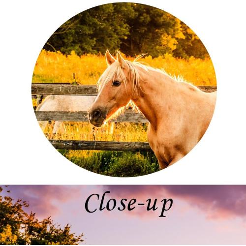 KREATIVE ARTS - Large Size Horse of a Farm Canvas Prints Wall Art Picture Modern Sunset Landscape Wild Animal High Definition Print Painting for Hotel Wall Decor Ready to Hang 20x36inch