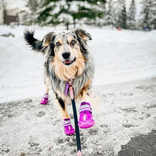 QUMY Dog Shoes for Large Dogs, Medium Dog Boots & Paw Protectors for Winter Snowy Day, Summer Hot Pavement, Water-Resistant in Rainy Weather, Outdoor Walking, Indoor Hardfloors Skid-Resistant Sole