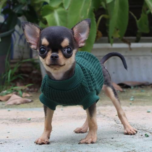LOPHIPETS Lightweight Dog Sweaters for Puppy Small Dogs Puppy Chihuahua Yorkie Clothes-Atrovirens/XS