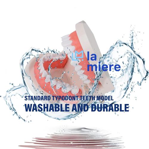 LA MIERE 1 Pack Standard Teeth Model Adult Standard Typodont Demonstration Denture Model for Kids Dental Teaching, Clean Display, Education, Study (No Wisdom Teeth) Gift Set