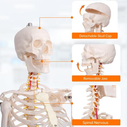 Life Size Posable Skeleton for Anatomy, 70.8'' Human Skeleton Bones Full Size Skeleton Model with Nervous System & Carotid Artery, Medical PVC Anatomy Skeleton Model W/Rolling Stand for Study Display