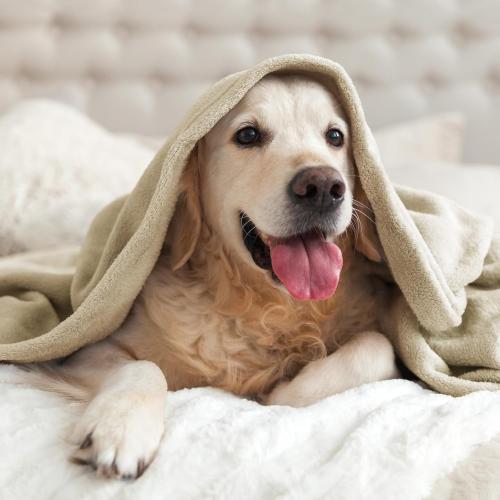 Fleece Blanket Soft Plush Throw for Couch Linen