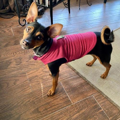 Gooby Fleece Vest Dog Sweater - Fuchsia, Medium - Warm Pullover Fleece Dog Jacket EXTRA LARGE