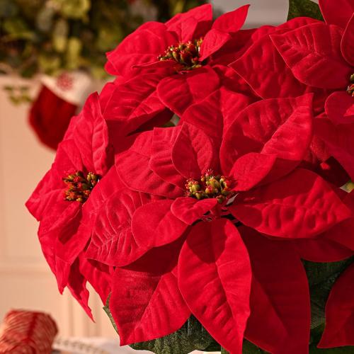 MARTINE MALL 21.3 in Poinsettia Flowers Artificial, 2 Packs Poinsettia Christmas Decoration, Long Stem Velvet Poinsettia Bouquet for Christmas Tree Porch Home Garden Indoor Outdoor Decoration