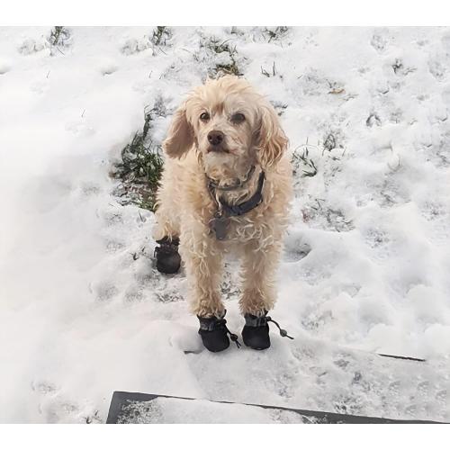 YAODHAOD Dog Shoes for Small Dogs, Puppy Dog Boots & Paw Protector for Winter Snowy Days, Anti-Slip Sole Dog Booties for Indoor Hardwood Floor 4PCS (Black, Size: 5)