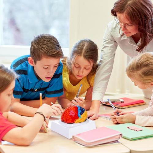 ZENFUN Life-Size Human Brain Anatomical Model, Color-Coded Partitioned Brain, 2 Parts, Anatomically Accurate Brain Model for Science Classroom Study Display Teaching Medical Model