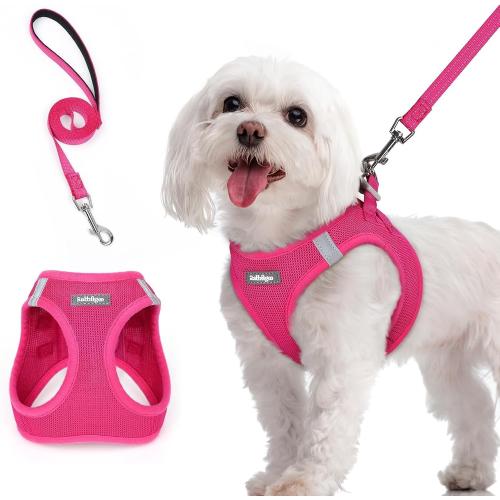 Size M rabbitgoo Dog Harness Small Sized and Leash Set, Step in Soft Light Puppy Vest, Breathable Mesh Pet Harness, Reflective for Safe Easy Walking, Orange and Blue
