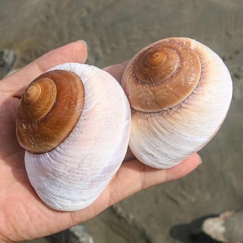 4 Pack Large Hermit Crab Shells, Muffin Snail, Turbo, Giant Land Snail | Hermit Crab House for Fish Tank Aquarium Decoration, Beach Home Decor, Wedding Centerpieces, 2.75-3