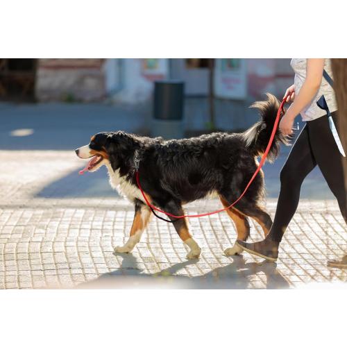 TwoEar 6FT 1IN Strong Red Dog Leash with 2 Padded Handles, Traffic Handle Extra Control, Comfortable Soft Dual Handle, Auto Lock Hook, Reflective Walking Lead for Small Medium and Large Dogs