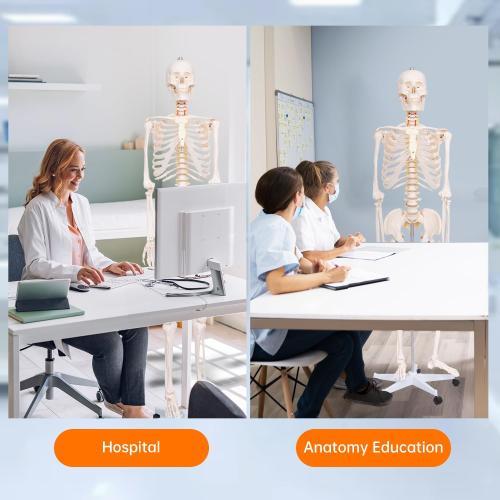 Life Size Posable Skeleton for Anatomy, 70.8'' Human Skeleton Bones Full Size Skeleton Model with Nervous System & Carotid Artery, Medical PVC Anatomy Skeleton Model W/Rolling Stand for Study Display
