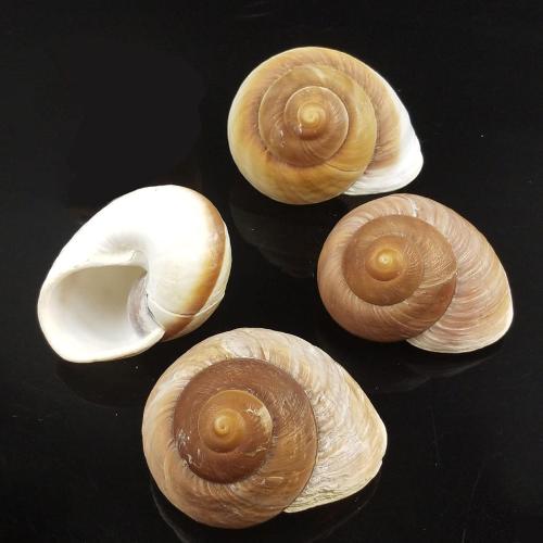 4 Pack Large Hermit Crab Shells, Muffin Snail, Turbo, Giant Land Snail | Hermit Crab House for Fish Tank Aquarium Decoration, Beach Home Decor, Wedding Centerpieces, 2.75-3