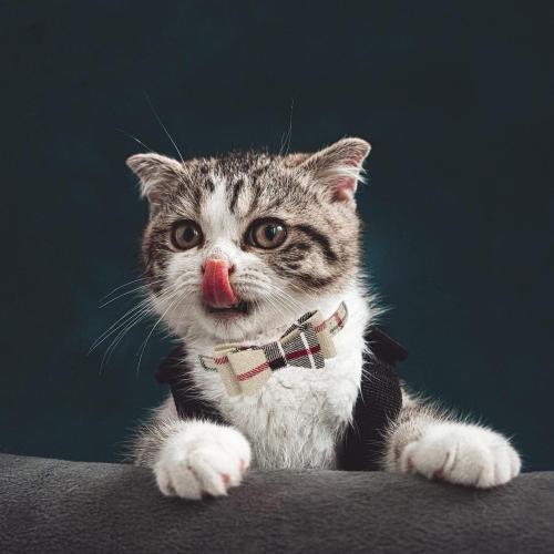 PUPTECK Puppy Collar with Bell XXS Dog Collar Charm Adjustable Bowtie Soft Leather for Cats Kittens Extra Small Dogs 2 Packs