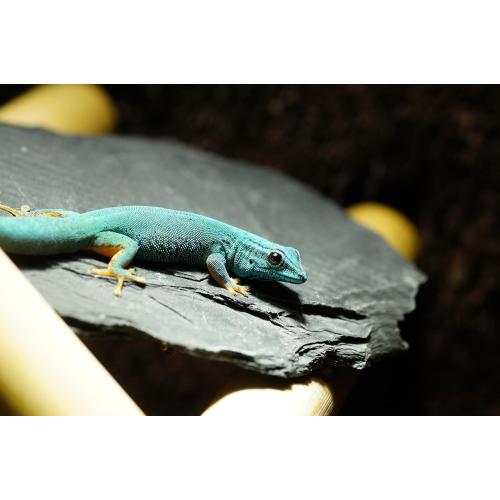 Natural Slate Stones 8 to 10 Inches - USA Sourced and Packaged for Aquascaping Aquariums, Terrariums, Paludariums, Reptile Enclosures, and Gardens (8-9 lbs)