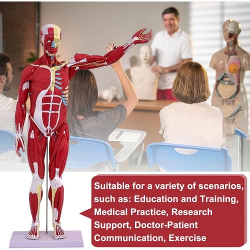 Human Anatomy Muscle Model, 27 Part 1/2 Life Size 33” Human Body Muscular System Model with Removable Organs and Muscle Anatomy Includes Color Product Manual, for Medical Educational Training