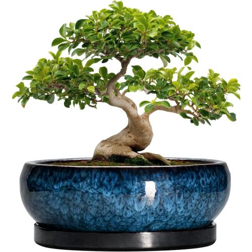 COLOR RED ❗❗Bonsai Pots - 13 Inch Ceramic Succulent Pots for Indoor Outdoor, Large Succulent Planter with Drainage Hole and Saucer, Round Shallow Flower Planters, Porch Decor, Gardening Gifts, Blue