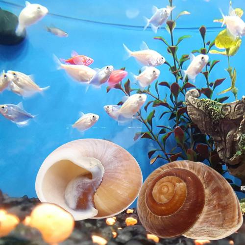 4 Pack Large Hermit Crab Shells, Muffin Snail, Turbo, Giant Land Snail | Hermit Crab House for Fish Tank Aquarium Decoration, Beach Home Decor, Wedding Centerpieces, 2.75-3