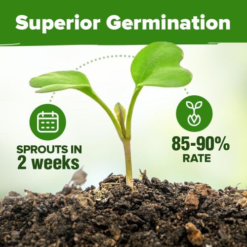 HOME GROWN 15 Herb Seeds for Planting 4,500  Non-GMO Heirloom Seeds | Extra Large Variety Pack Herb Kit – Indoor Outdoor & Hydroponic | Culinary Seed Set | Grow Your Own Herbs | Gardening Gift