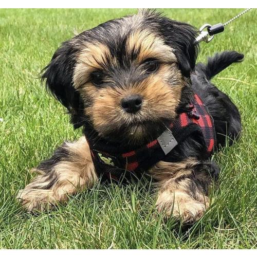 EcoBark Step in Dog Harness - Eco-Friendly Teacup Dog Harnesses for XXS, XS, and Small Dogs - Reflective and Adjustable Mini Body Halter Vest -Tiny Soft Mesh Toy Breed Harness (XXXS, Plaid)
