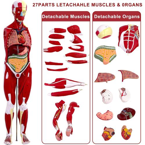 Human Anatomy Muscle Model, 27 Part 1/2 Life Size 33” Human Body Muscular System Model with Removable Organs and Muscle Anatomy Includes Color Product Manual, for Medical Educational Training