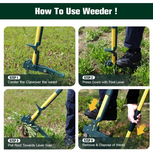 Weed Puller Tool, 50IN Long Handle 4 Claws Stand Up Weeding Tool, Extra Thickened Stainless Steel Shaft Garden Weeder,Remove the Roots of Thistles, Crabgrass, Dandelions, and Blackberries, etc.