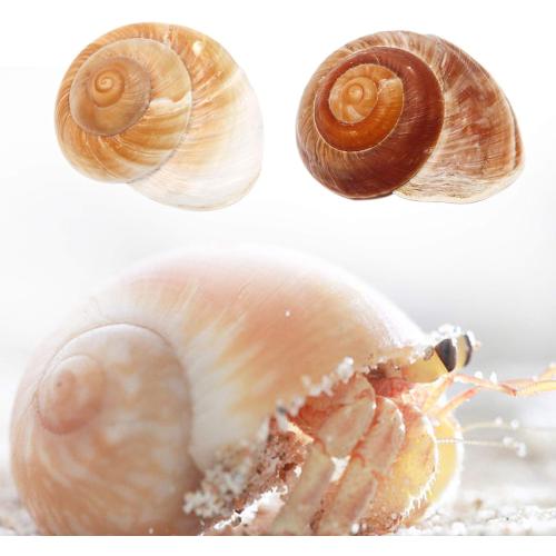 4 Pack Large Hermit Crab Shells, Muffin Snail, Turbo, Giant Land Snail | Hermit Crab House for Fish Tank Aquarium Decoration, Beach Home Decor, Wedding Centerpieces, 2.75-3