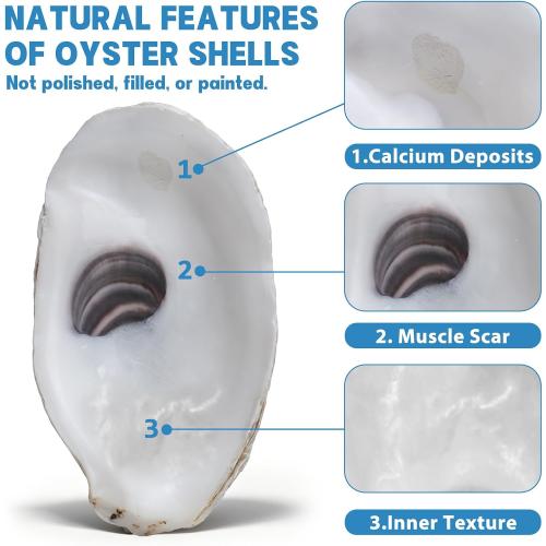 30PCS 3-4 Flat Oyster Shells, Natural Seashells for Crafts, Decoupage, Beach Wedding Decor & Christmas Ornaments, Bulk Medium Oyster Shells