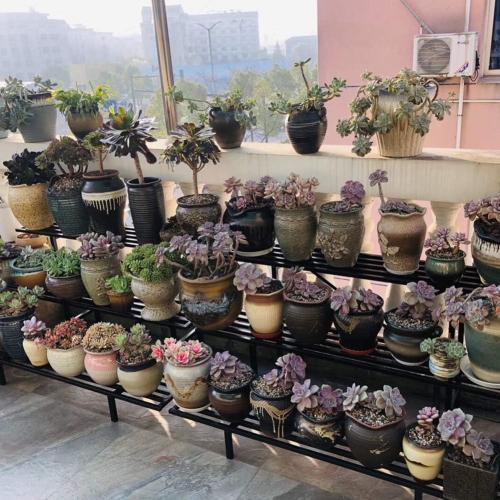 Zhongma 3 Tier Sturdy Metal Plant Stand, L35.43 x W26 x H23.6 inch, Heavy Duty Plant Holder for Home Indoor and Outdoor, 660 LBS Capacity & Heavy Duty Construction