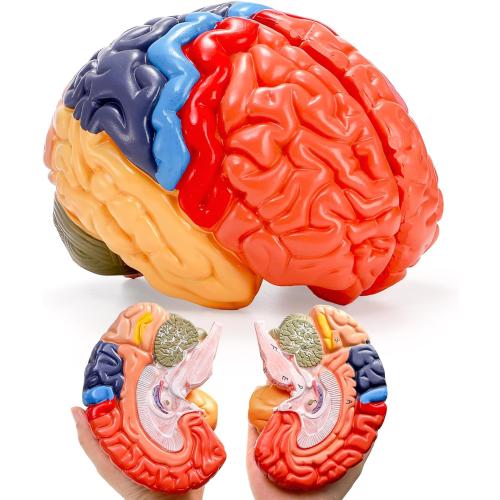 ZENFUN Life-Size Human Brain Anatomical Model, Color-Coded Partitioned Brain, 2 Parts, Anatomically Accurate Brain Model for Science Classroom Study Display Teaching Medical Model