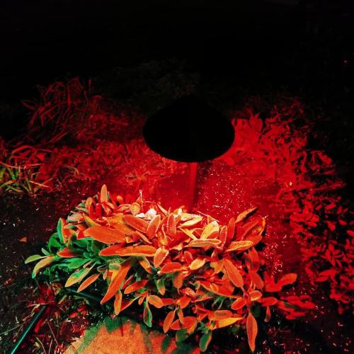 Christmas Gel Filter, 12 Pcs Transparent Lighting Color Filter, Transparent Plastic Colored Overlays, High Light Transmission Correction Gel Filter for Lighting Reading Photography Craft,11x8.5 inch